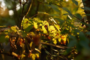 Yeşil ağaçlar yaz mevsimini terk eder.