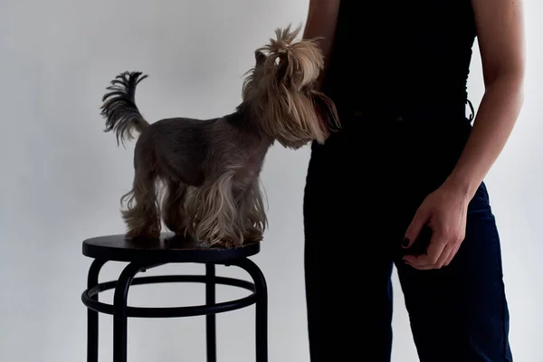 Un peinado de perro pequeño para animales Studio — Foto de Stock