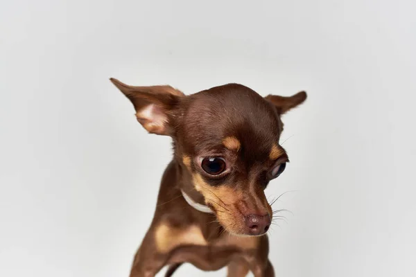 Şecereli köpek yavrusu, hafif arka plan tımar ediyor. — Stok fotoğraf