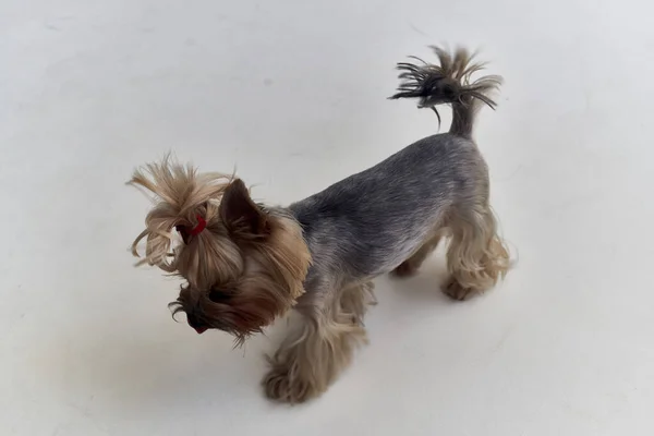 Küçük bir köpek Yorkshire Terrier poz stüdyosu — Stok fotoğraf