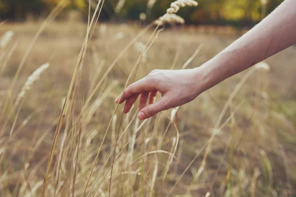 Weibliche Hand pflanzt Felder Natur Gras — Stockfoto