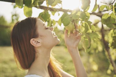 Kadın ağaç doğasından elma topluyor. Yaklaş.