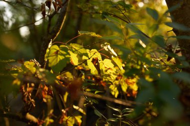 Yeşil ağaçlar yaz mevsimini terk eder.