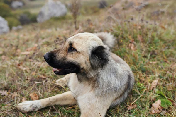 Hond buiten liggend op het gras reizen dier — Stockfoto