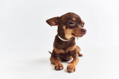 İzole edilmiş arka planda küçük bir köpek chihuahua. Yüksek kalite fotoğraf