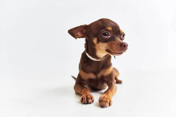 Een Kleine Hond Chihuahua Geïsoleerde Achtergrond Hoge Kwaliteit Foto — Stockfoto