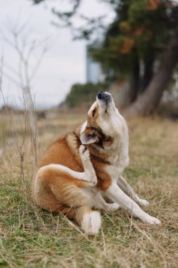 Barışçıl bir açık hava ortamında köpekler şefkat ve dostluk paylaşıyor, burunları birbirine yakın, kürk fırçalama, ve doğada sakin bir an, gösterişli bağ, sıcaklık ve basit bir hayvan sevinci..