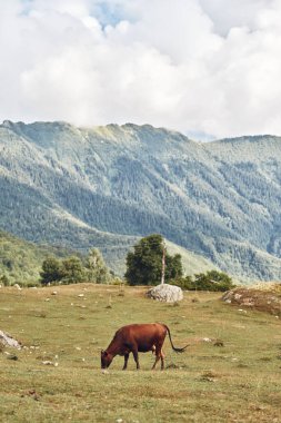 Uzak dağlar ve yumuşak bulutlarla geniş bir çayırda otlayan inek, sakin kırsal bölgeleri, doğal manzaraları ve geniş bir arazide kırsal sükuneti taşır.