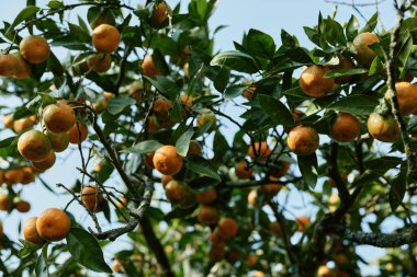 Ağaçtaki olgun portakalları yakından görmek, canlı narenciye meyveleri, dokulu derileri, dalları ve yaprakları ile berrak mavi gökyüzünün altında canlı bir tarımsal manzara yaratır.