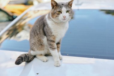 Arabanın kaputunda bir kedi, sakin bir bakış, yansıtıcı cam ve güneşli bir ışık, basit bir sokak ortamı evcil hayvan ve şehir yaşamının sakin bir anını yakalıyor.