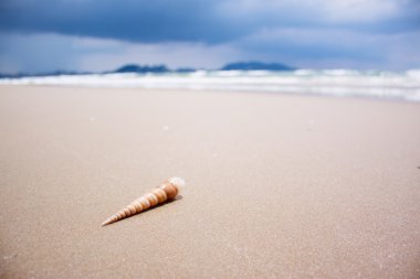 Sahilde deniz kabuğu