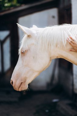 Açık gözlü, beyaz bir kum saati. Bir kadının eli atı okşuyor.