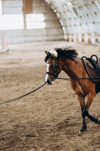 A walk of a small breed of horse indoor manege