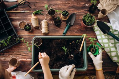 Ev aletlerinin önünde fidanlar filizleniyordu. Bahçıvanlık. Kızların elleri ve küçük filizler. 