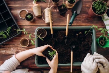Kadın eli eko sebze tohumu eker. Bahçıvanlık. Seedling