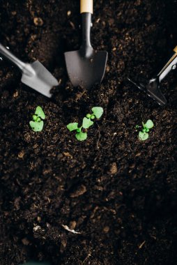 Domatesin genç yeşil filizi Güneş ışığıyla yakın plan çekimleri