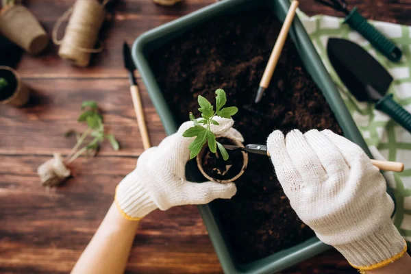 Les Mains Femelles Plantent Des Graines Légumes Écologiques Jardinage Semis — Photo