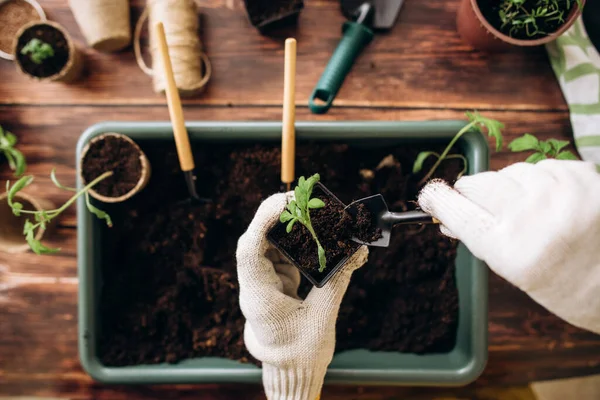 Planta Plana Plantación Plántulas Hogar Herramientas Jardín Jardinería Manos Chicas — Foto de Stock