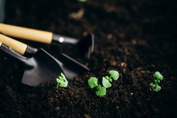 Brote Verde Joven Tomas Primer Plano Tomate Con Una Luz — Foto de Stock