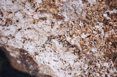 Kum taşının doğadaki dokusu ve kabuk kalıntıları.