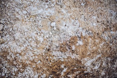 Kum taşının doğadaki dokusu ve kabuk kalıntıları.