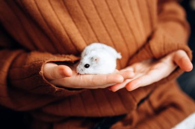 Bir çocuğun elinde beyaz bir hamster. Kız evcil beyaz hamsterıyla oynuyor.. 