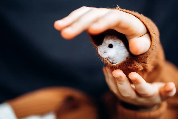 White Hamster Hands Child Girl Playing Her Pet White Hamster Royalty Free Stock Photos