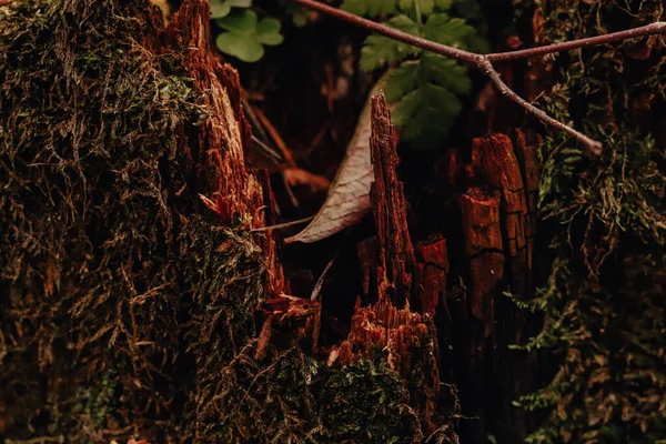 Grön mossa skog naature bakgrund på en gammal skröpliga spruckna trästämpel i en skog — Stockfoto