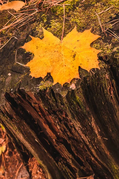 Hoja de arce amarillo en un decrépito sello musgoso podrido en el bosque de otoño. — Foto de Stock