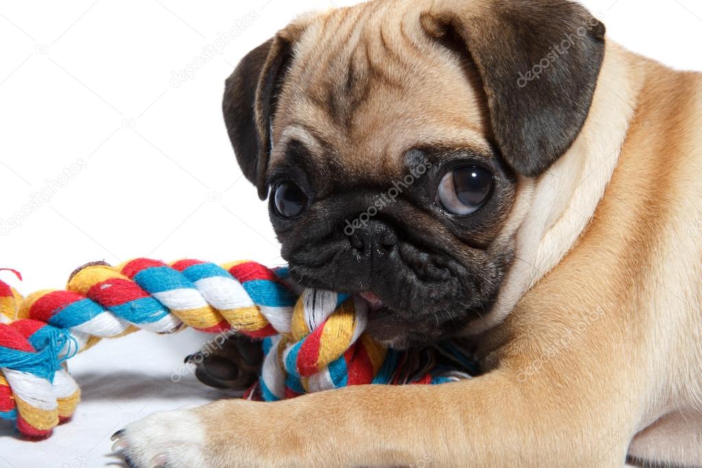 Pug biting toy