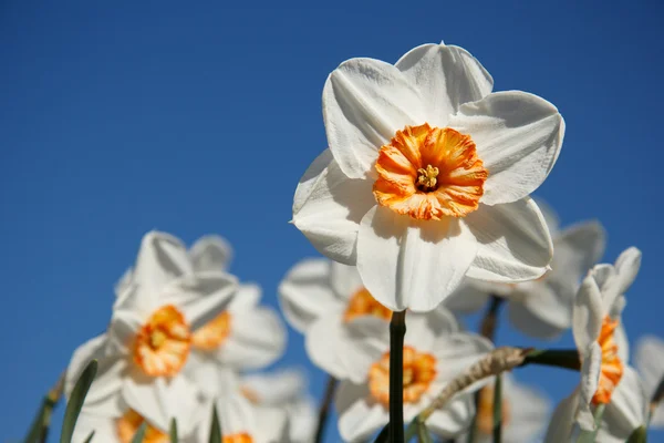 Narciso blanco floreciente —  Fotos de Stock