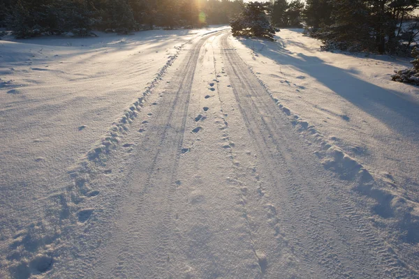 Besneeuwde bos weg — Stockfoto