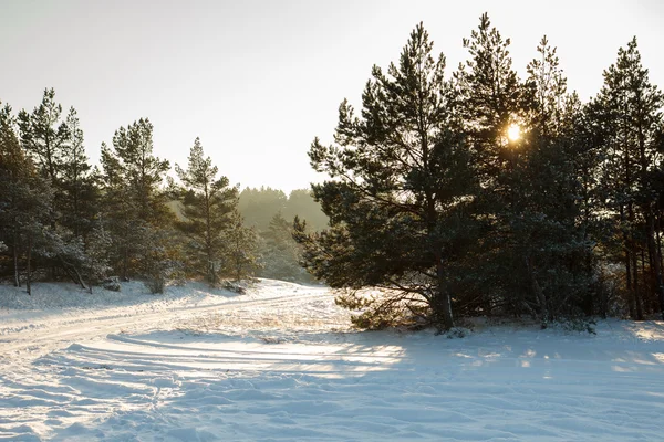 Snowy lasu sceny — Zdjęcie stockowe