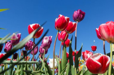 Mavi gökyüzüne karşı kırmızı laleler