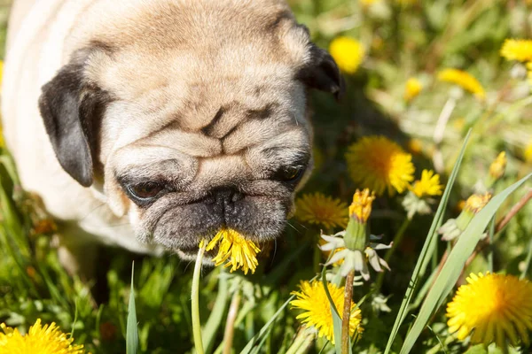 Pug perro comer diente de león — Foto de Stock