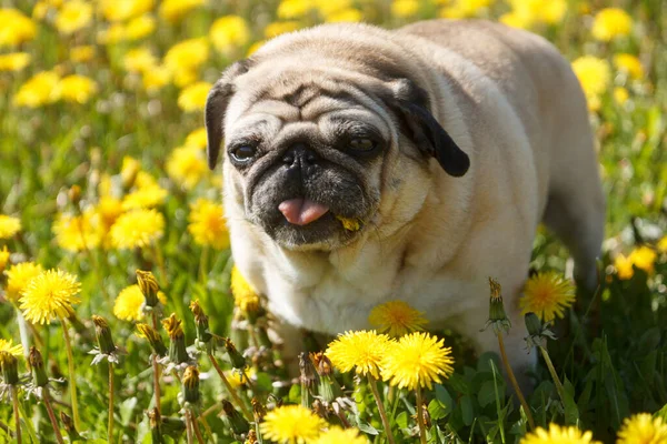 Pug perro comer diente de león — Foto de Stock