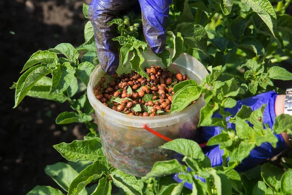 Agricultura ecológica biológica. — Foto de Stock