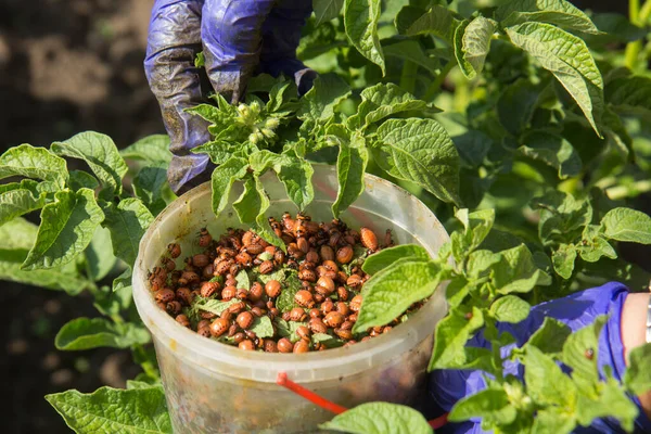 Eco biological agriculture. — Stock Photo, Image