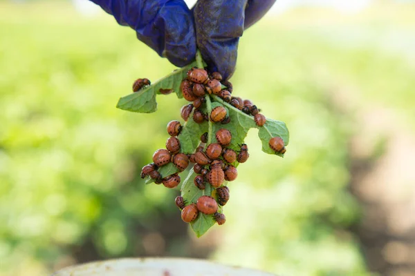 Öko-biologische Landwirtschaft. — Stockfoto