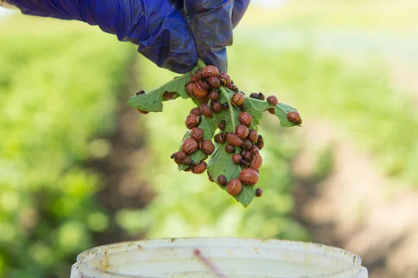 Probleme der biologischen Landwirtschaft — Stockfoto