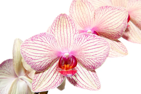 Orquidáceas phalaenopsis — Foto de Stock