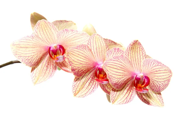 Orquidáceas phalaenopsis — Foto de Stock