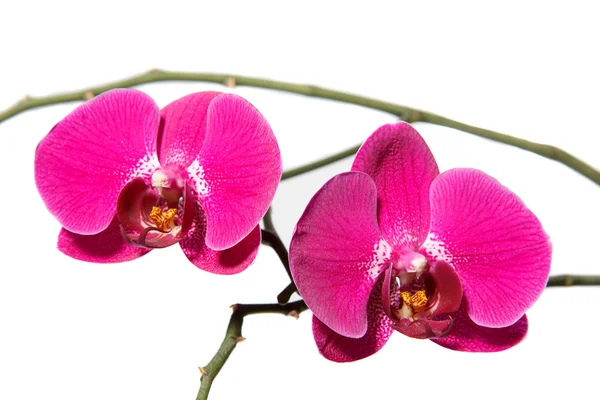 Orchidaceae Phalaenopsis — Fotografia de Stock