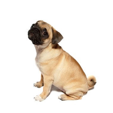 oturan pug köpek yavrusu