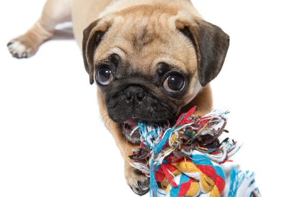 Mops pies rezygnować pewien zabawka — Zdjęcie stockowe