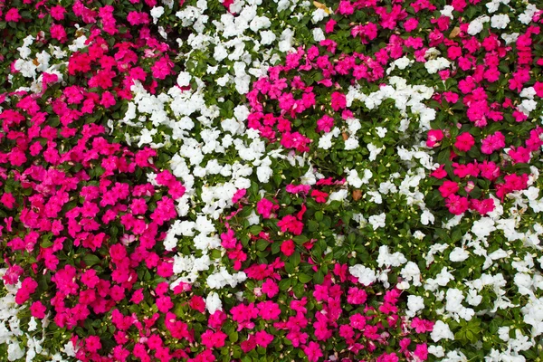 Magenta und weiße Blüten — Stockfoto