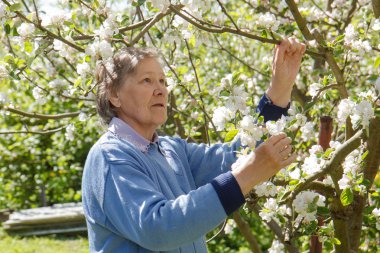Yaşlı kadın bir elma ağacı tarafından