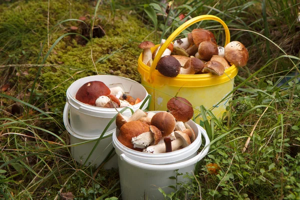 Buckets of mushrooms — Stock Photo, Image