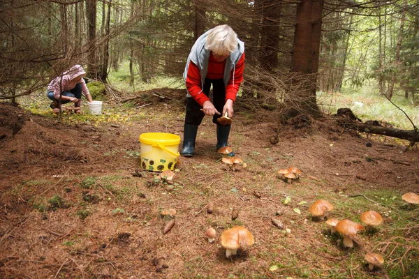 Pilze aus dem Boden geschossen — Stockfoto