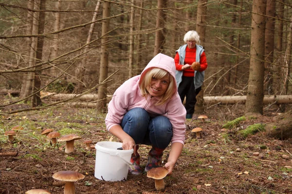 Pilze aus dem Boden geschossen — Stockfoto